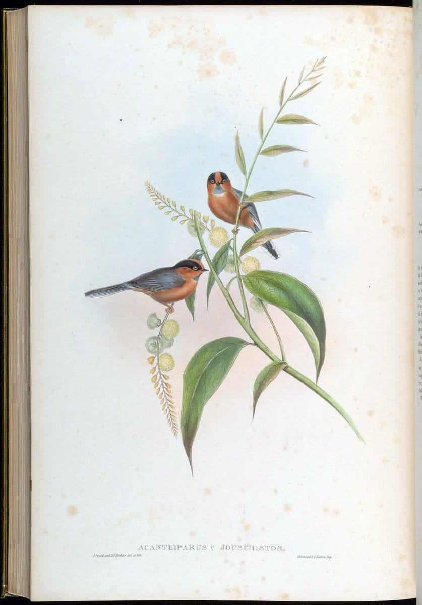 Birds of Asia / by John Gould..London :Printed by Taylor and Francis, pub. by the author,1850-1883.. |  | Vintage Print Reproduction 462547