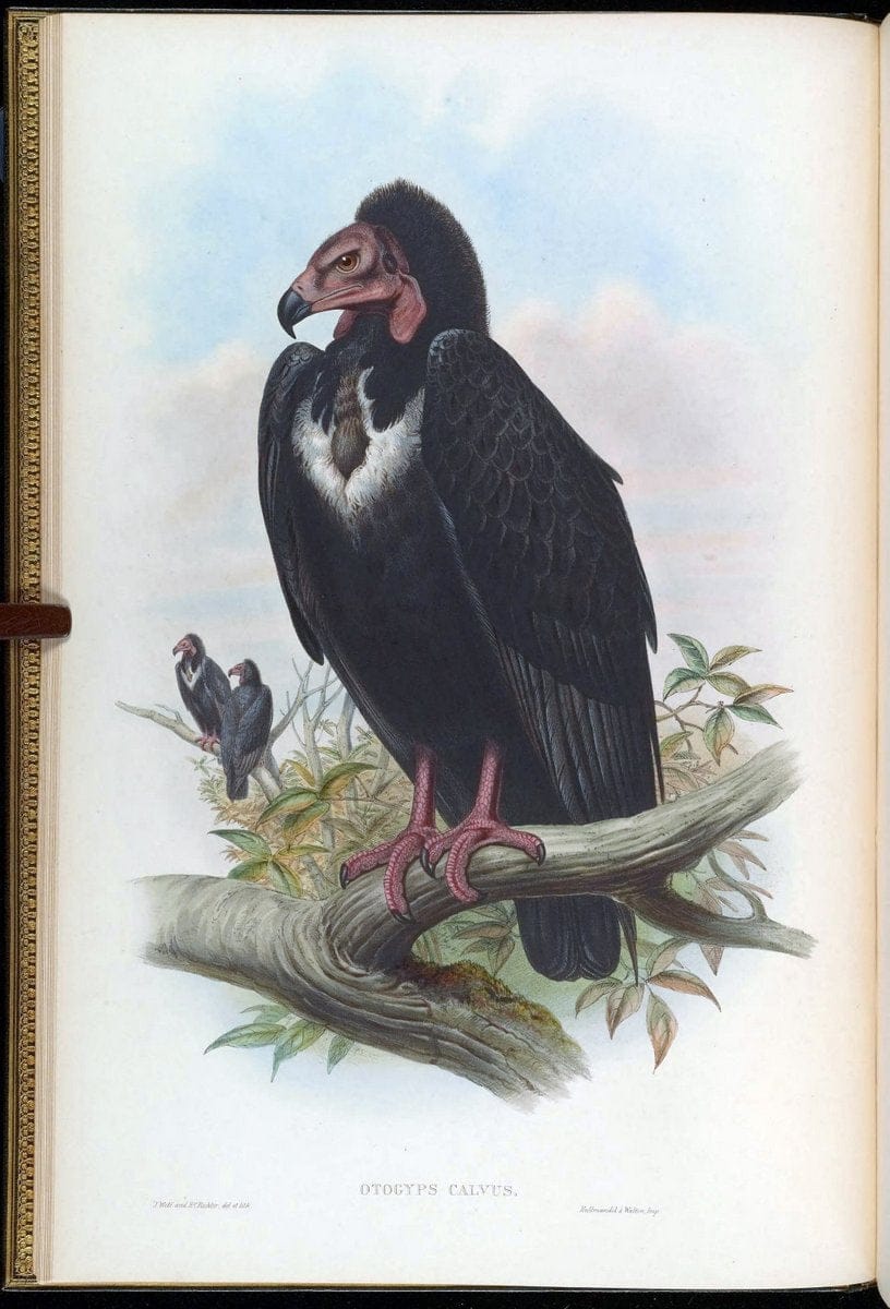 Birds of Asia / by John Gould..London :Printed by Taylor and Francis, pub. by the author,1850-1883.. |  | Vintage Print Reproduction 462548