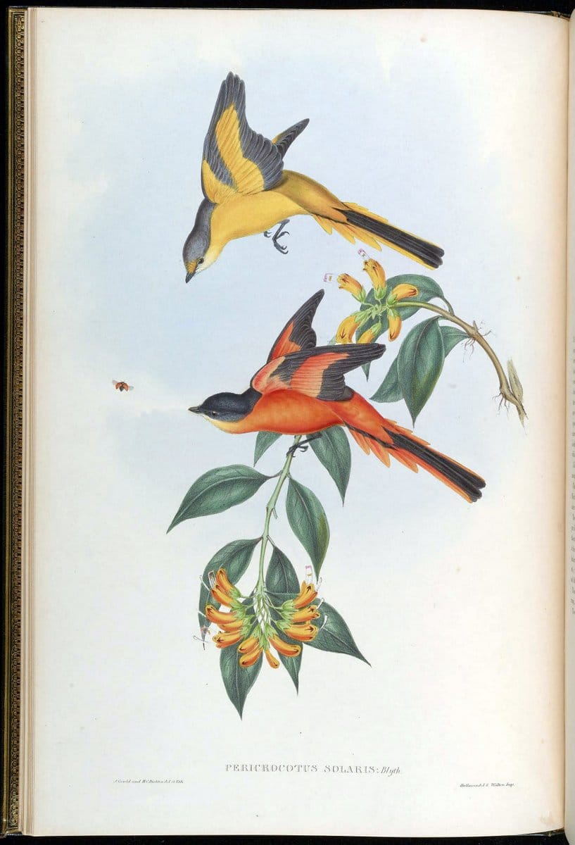 Birds of Asia / by John Gould..London :Printed by Taylor and Francis, pub. by the author,1850-1883.. |  | Vintage Print Reproduction 462549