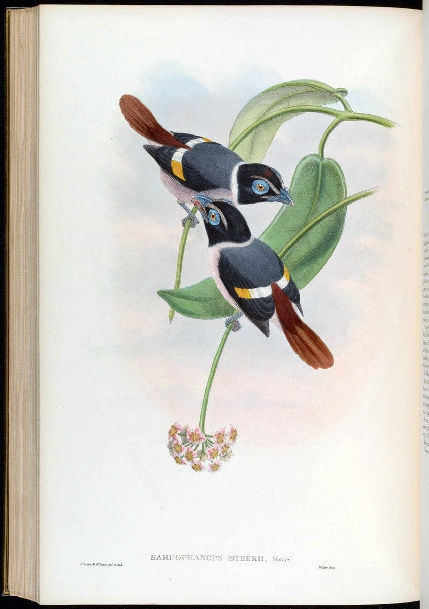 Birds of Asia / by John Gould..London :Printed by Taylor and Francis, pub. by the author,1850-1883.. |  | Vintage Print Reproduction 462550