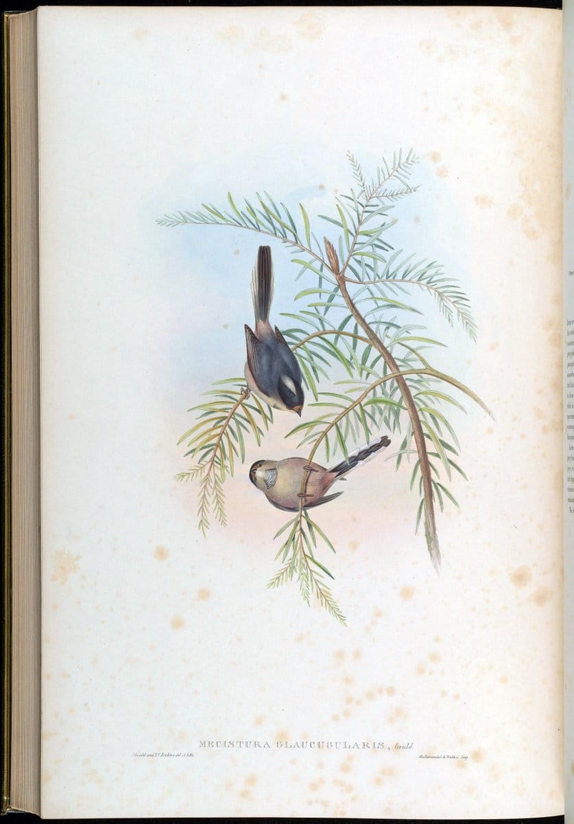Birds of Asia / by John Gould..London :Printed by Taylor and Francis, pub. by the author,1850-1883.. |  | Vintage Print Reproduction 462551
