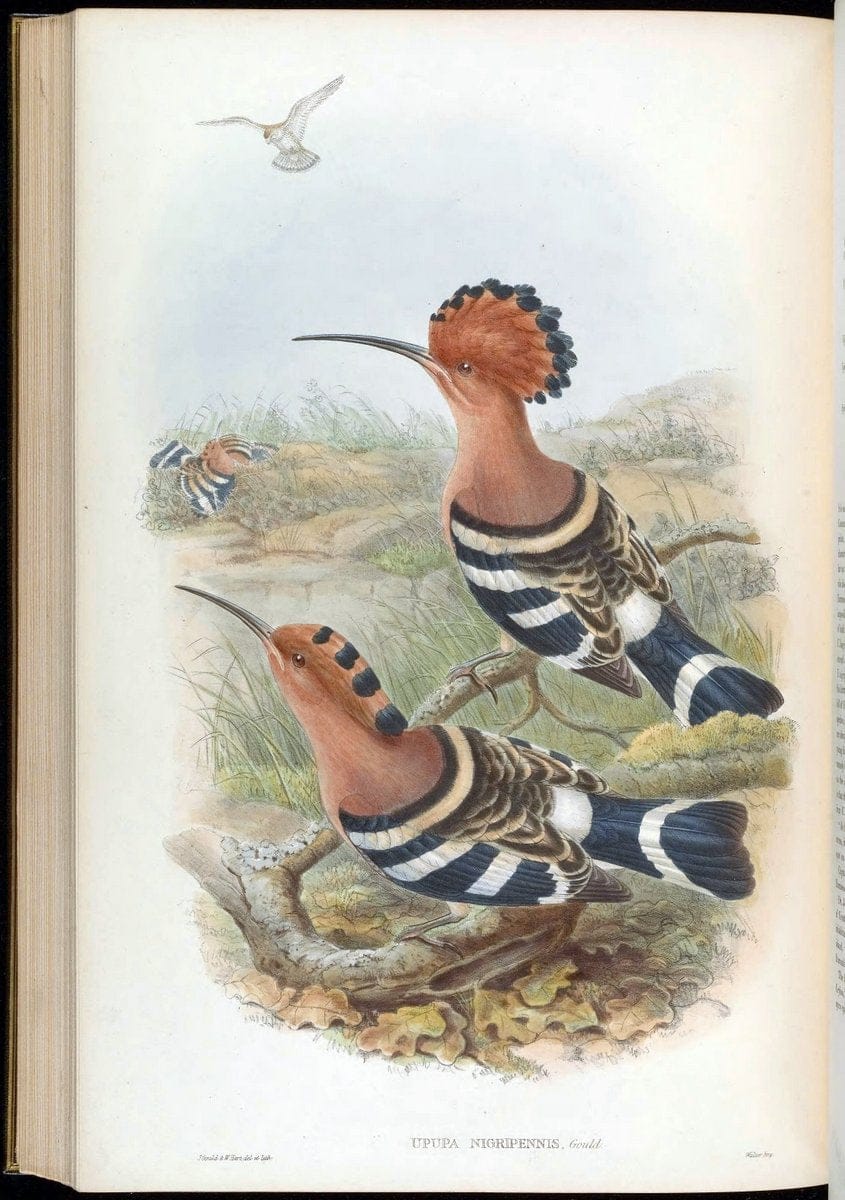 Birds of Asia / by John Gould..London :Printed by Taylor and Francis, pub. by the author,1850-1883.. |  | Vintage Print Reproduction 462552
