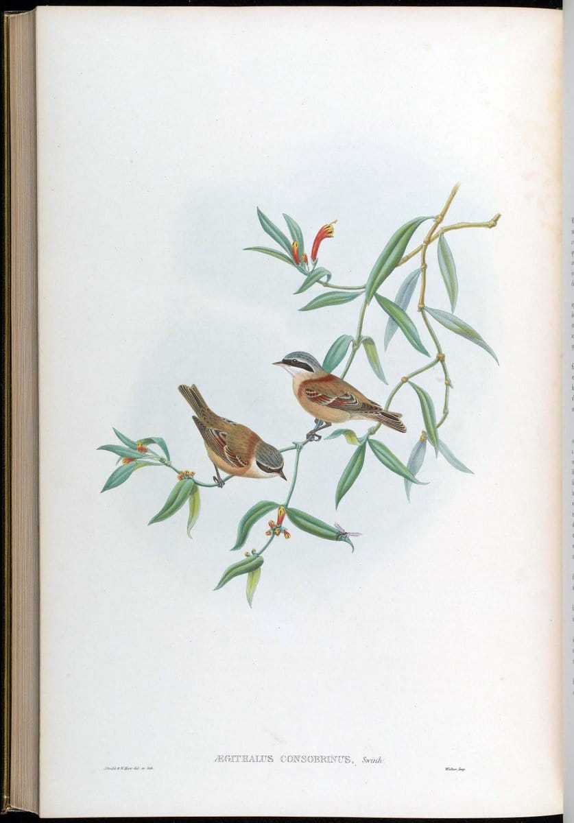 Birds of Asia / by John Gould..London :Printed by Taylor and Francis, pub. by the author,1850-1883.. |  | Vintage Print Reproduction 462553