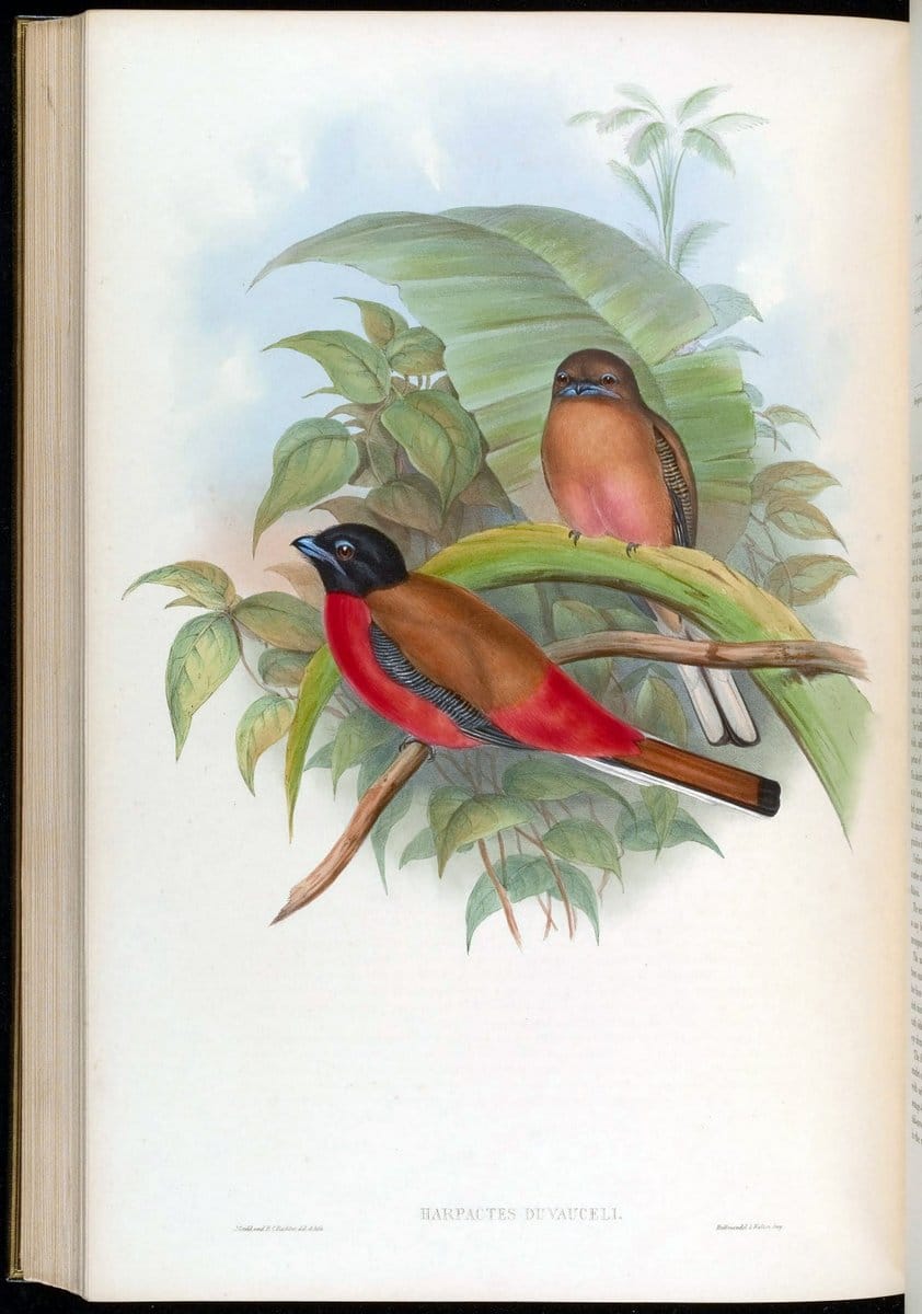 Birds of Asia / by John Gould..London :Printed by Taylor and Francis, pub. by the author,1850-1883.. |  | Vintage Print Reproduction 462554