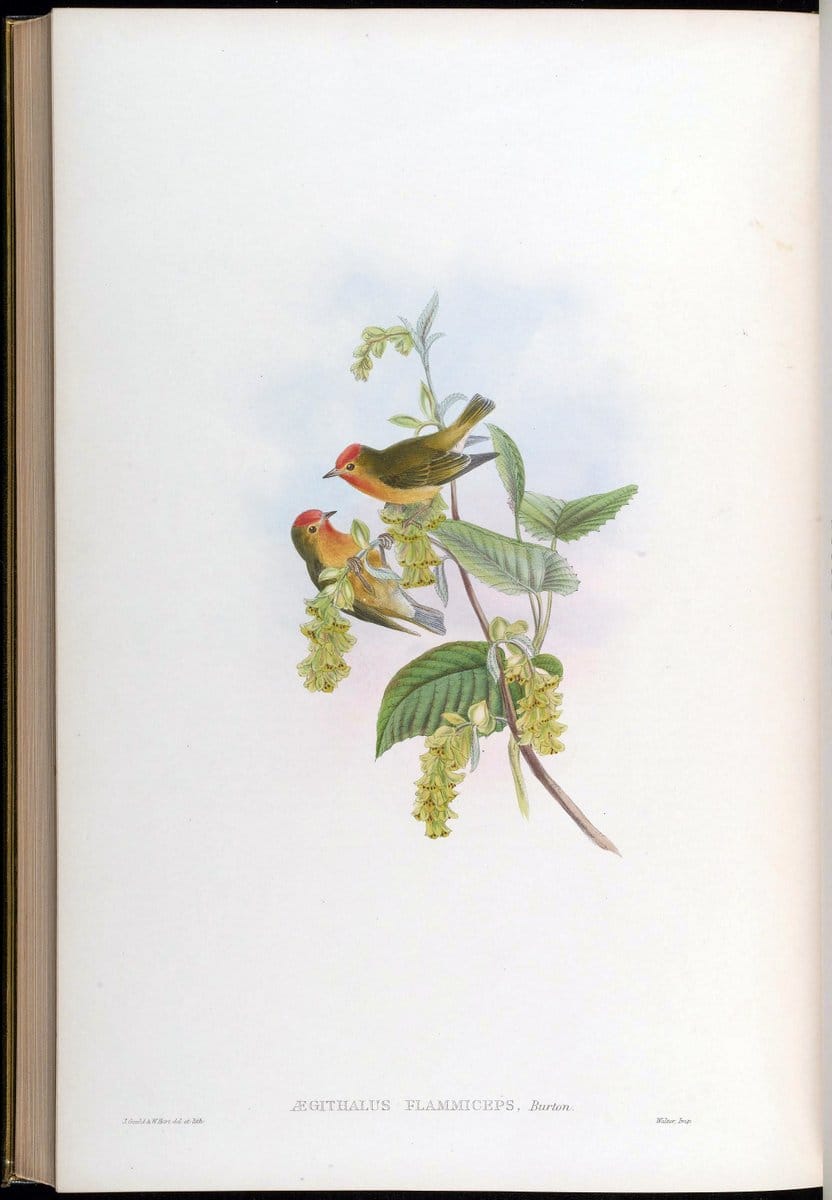 Birds of Asia / by John Gould..London :Printed by Taylor and Francis, pub. by the author,1850-1883.. |  | Vintage Print Reproduction 462555