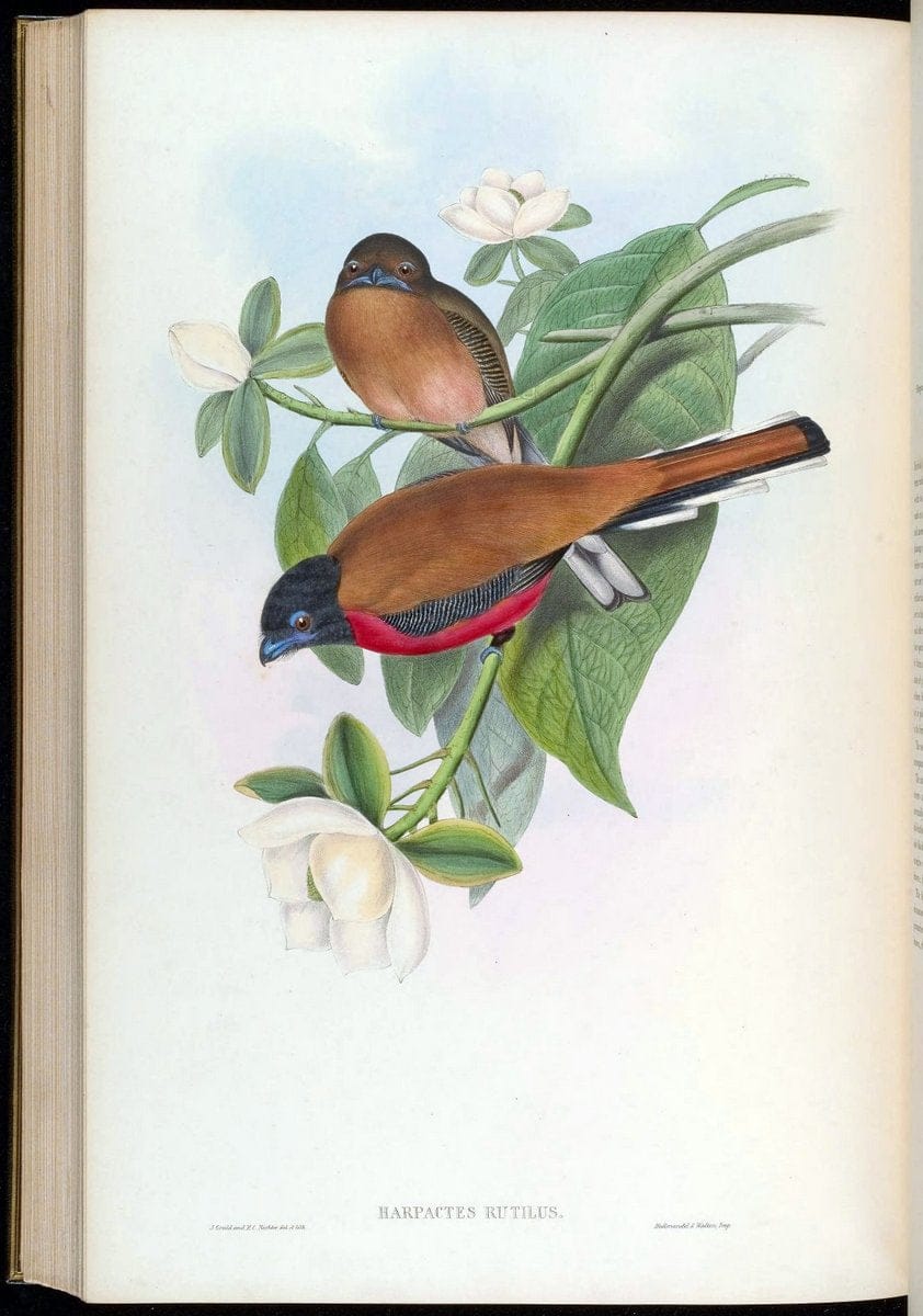 Birds of Asia / by John Gould..London :Printed by Taylor and Francis, pub. by the author,1850-1883.. |  | Vintage Print Reproduction 462556