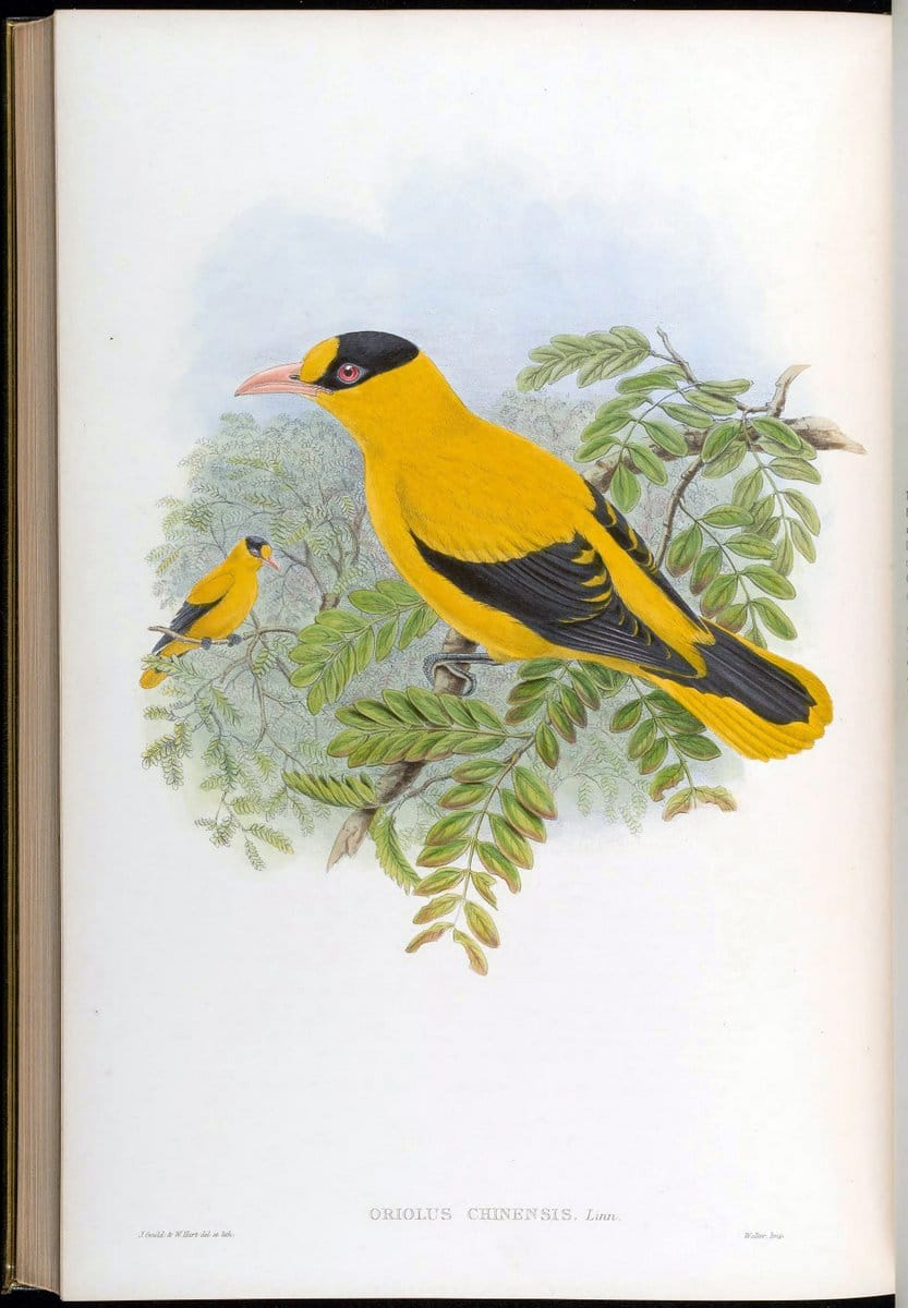 Birds of Asia / by John Gould..London :Printed by Taylor and Francis, pub. by the author,1850-1883.. |  | Vintage Print Reproduction 462557
