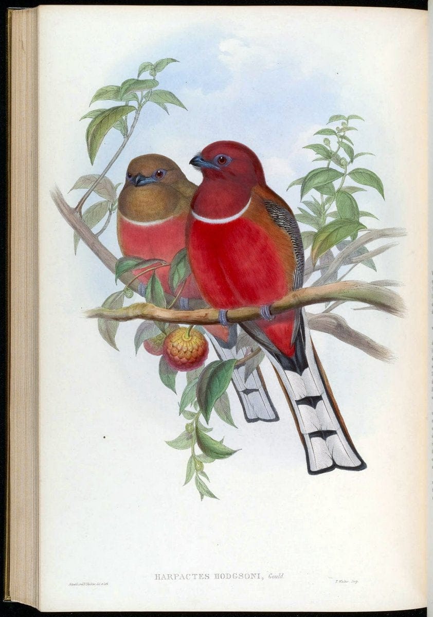 Birds of Asia / by John Gould..London :Printed by Taylor and Francis, pub. by the author,1850-1883.. |  | Vintage Print Reproduction 462558
