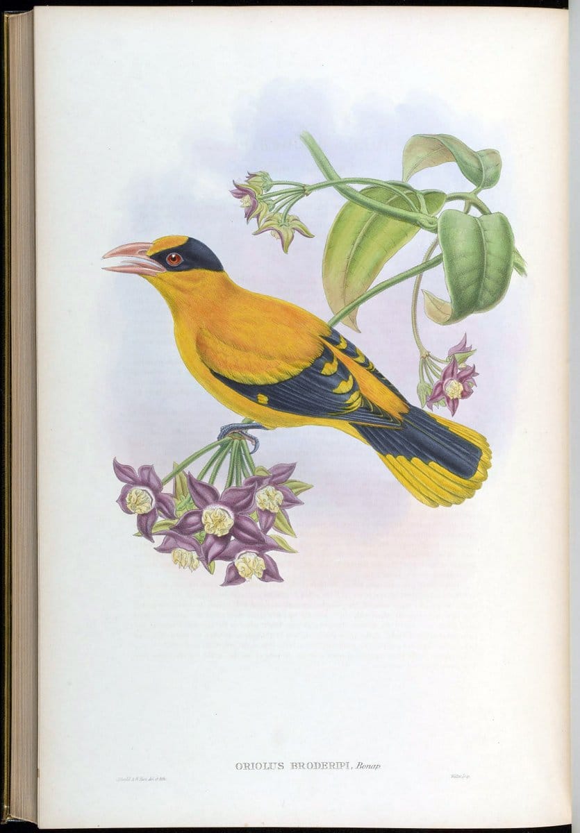 Birds of Asia / by John Gould..London :Printed by Taylor and Francis, pub. by the author,1850-1883.. |  | Vintage Print Reproduction 462559