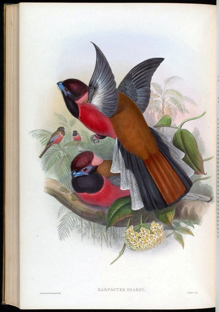 Birds of Asia / by John Gould..London :Printed by Taylor and Francis, pub. by the author,1850-1883.. |  | Vintage Print Reproduction 462560