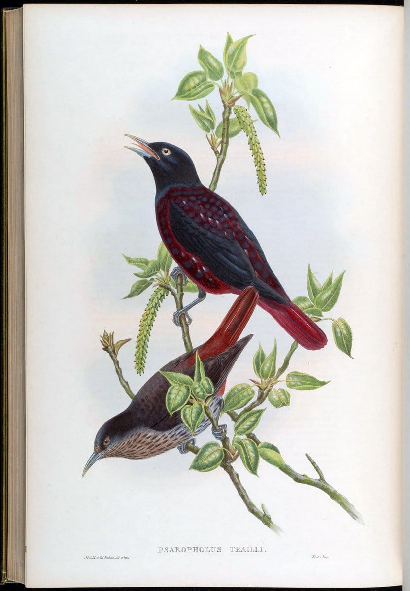 Birds of Asia / by John Gould..London :Printed by Taylor and Francis, pub. by the author,1850-1883.. |  | Vintage Print Reproduction 462561