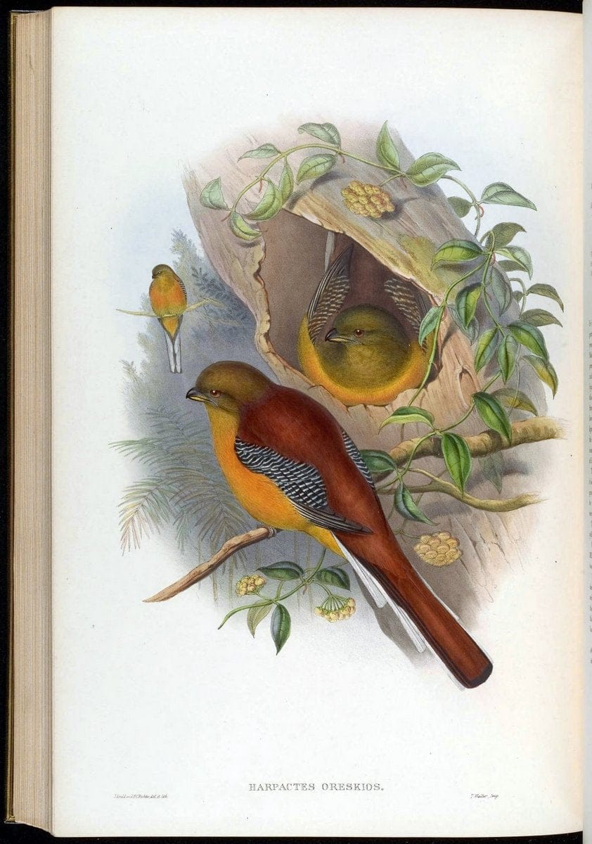 Birds of Asia / by John Gould..London :Printed by Taylor and Francis, pub. by the author,1850-1883.. |  | Vintage Print Reproduction 462562