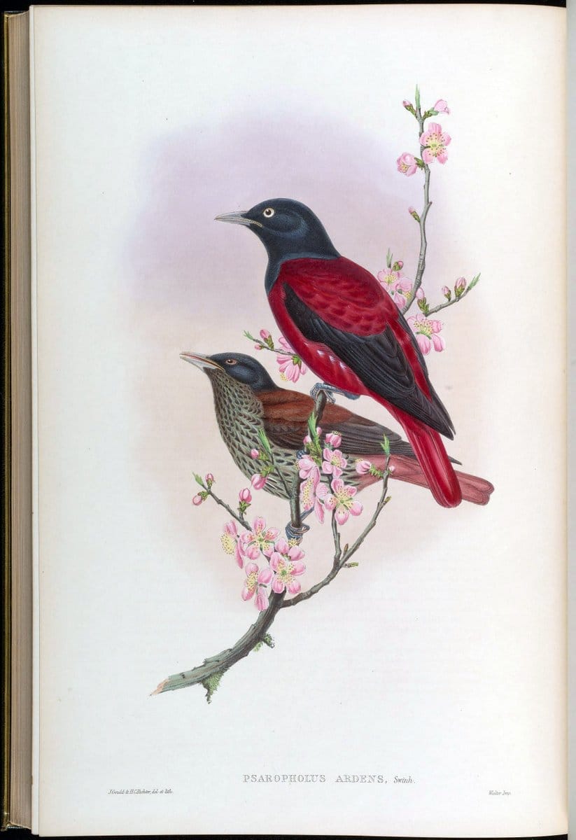 Birds of Asia / by John Gould..London :Printed by Taylor and Francis, pub. by the author,1850-1883.. |  | Vintage Print Reproduction 462563