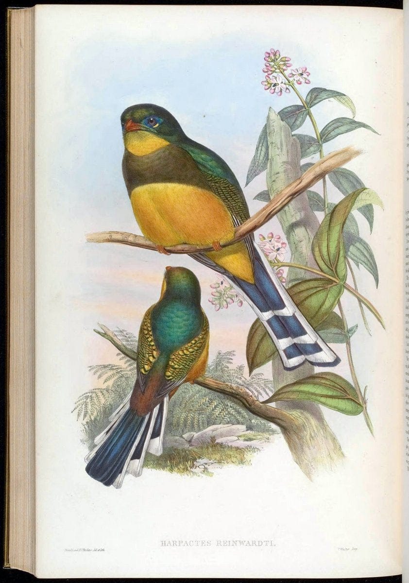 Birds of Asia / by John Gould..London :Printed by Taylor and Francis, pub. by the author,1850-1883.. |  | Vintage Print Reproduction 462564