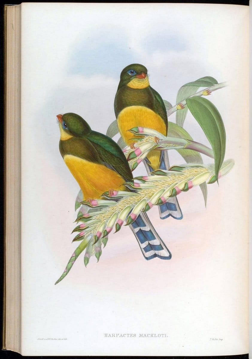 Birds of Asia / by John Gould..London :Printed by Taylor and Francis, pub. by the author,1850-1883.. |  | Vintage Print Reproduction 462565
