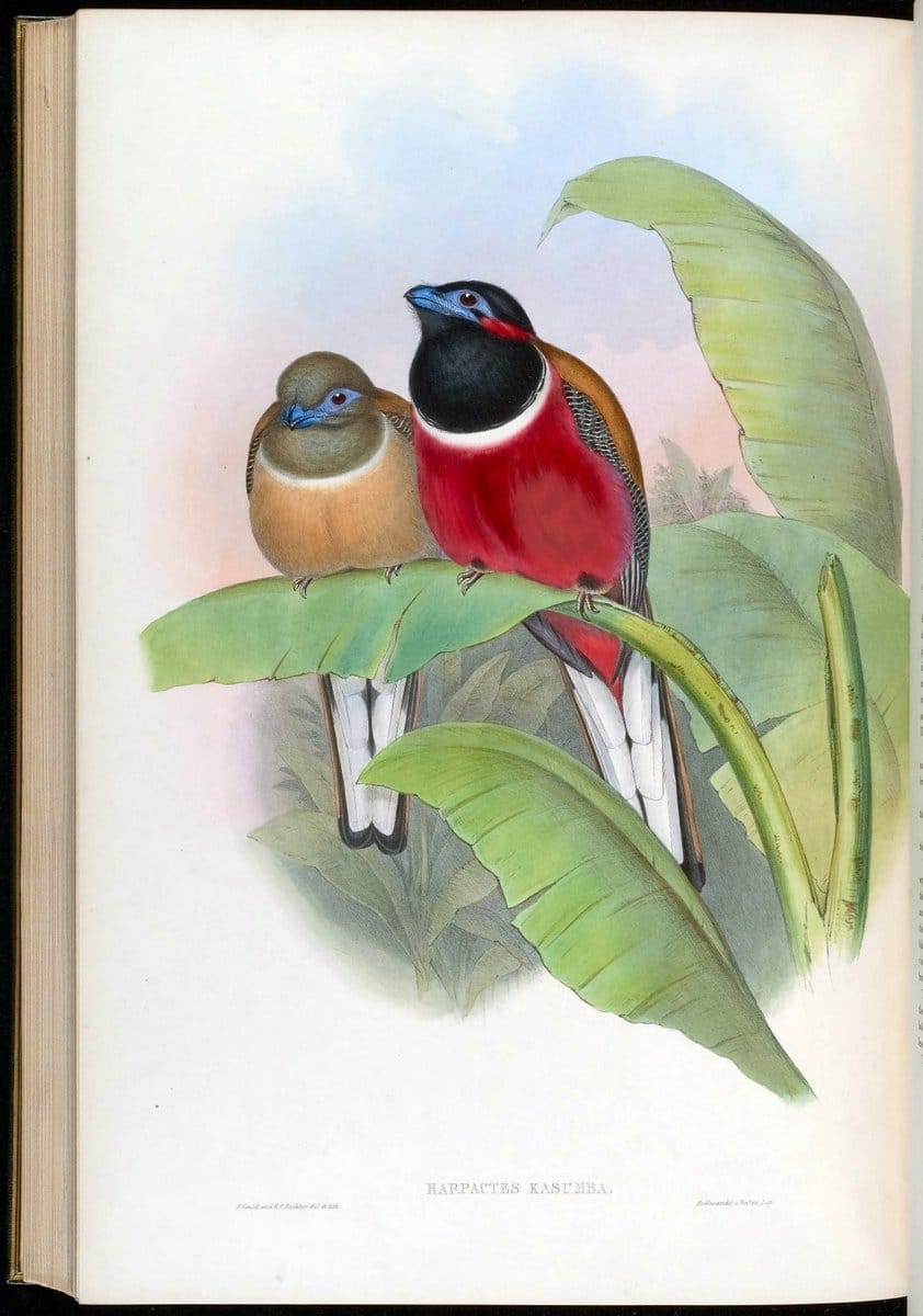 Birds of Asia / by John Gould..London :Printed by Taylor and Francis, pub. by the author,1850-1883.. |  | Vintage Print Reproduction 462566