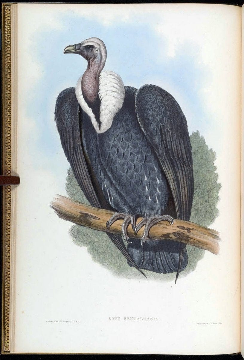 Birds of Asia / by John Gould..London :Printed by Taylor and Francis, pub. by the author,1850-1883.. |  | Vintage Print Reproduction 462567