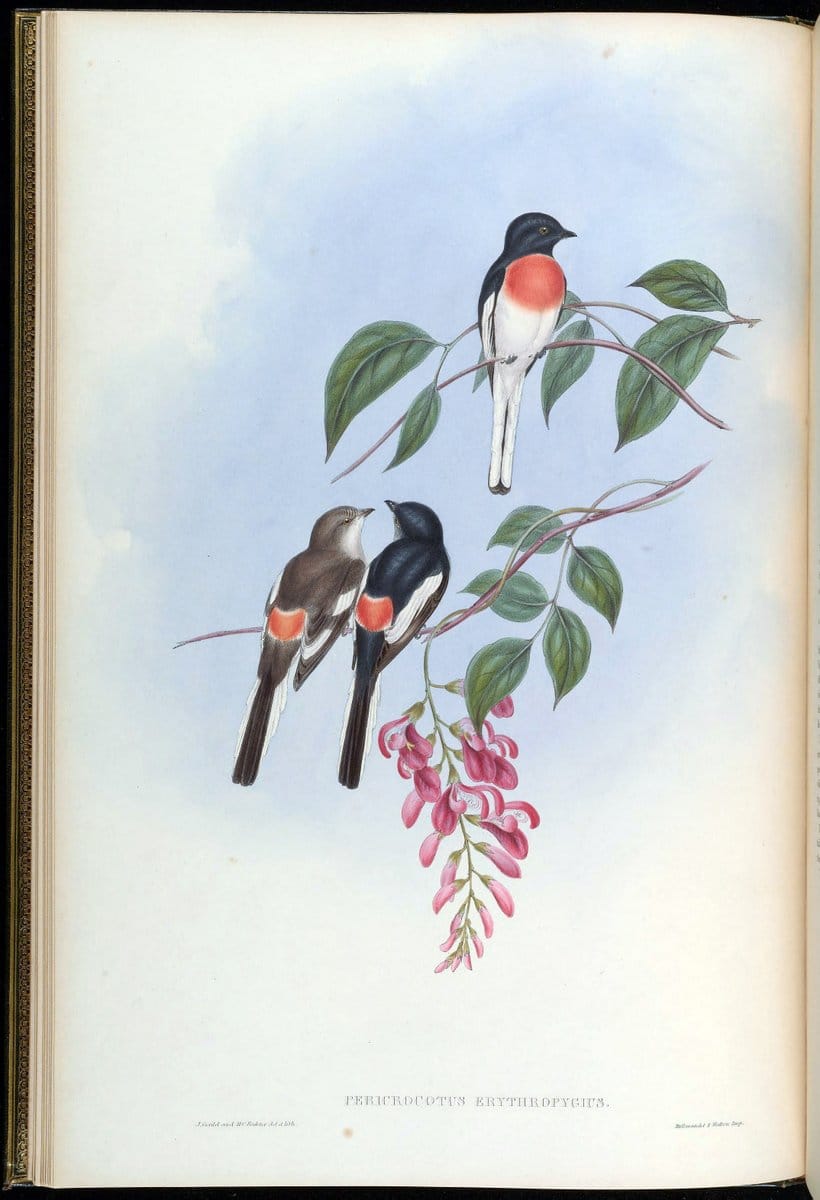 Birds of Asia / by John Gould..London :Printed by Taylor and Francis, pub. by the author,1850-1883.. |  | Vintage Print Reproduction 462568