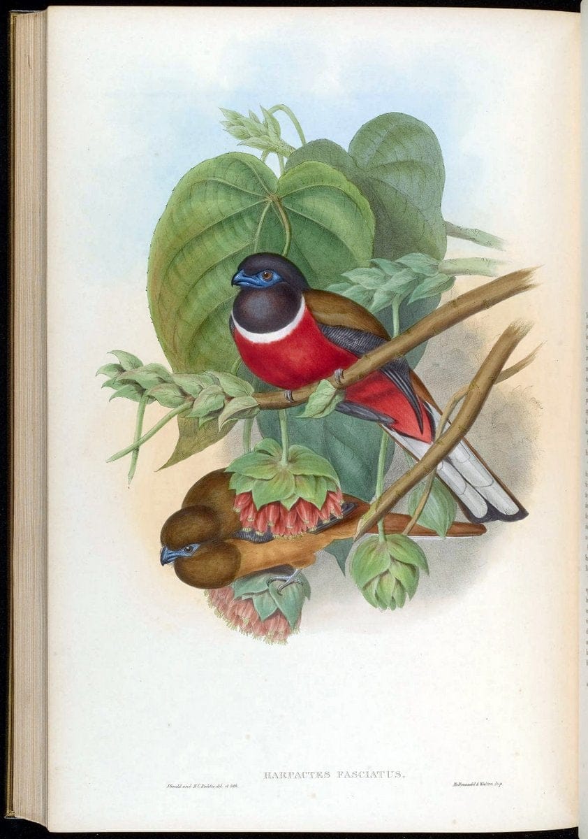 Birds of Asia / by John Gould..London :Printed by Taylor and Francis, pub. by the author,1850-1883.. |  | Vintage Print Reproduction 462569