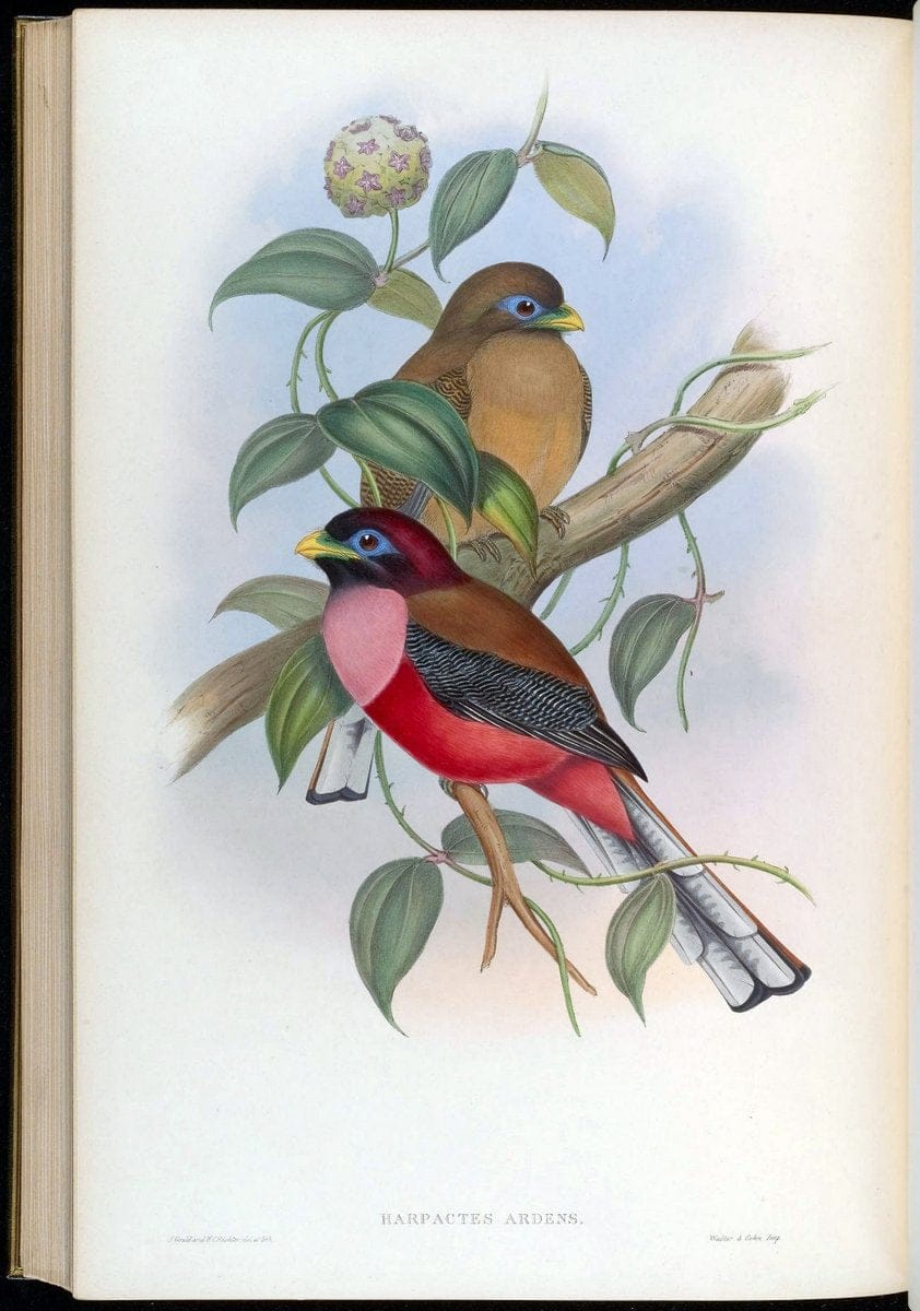 Birds of Asia / by John Gould..London :Printed by Taylor and Francis, pub. by the author,1850-1883.. |  | Vintage Print Reproduction 462570