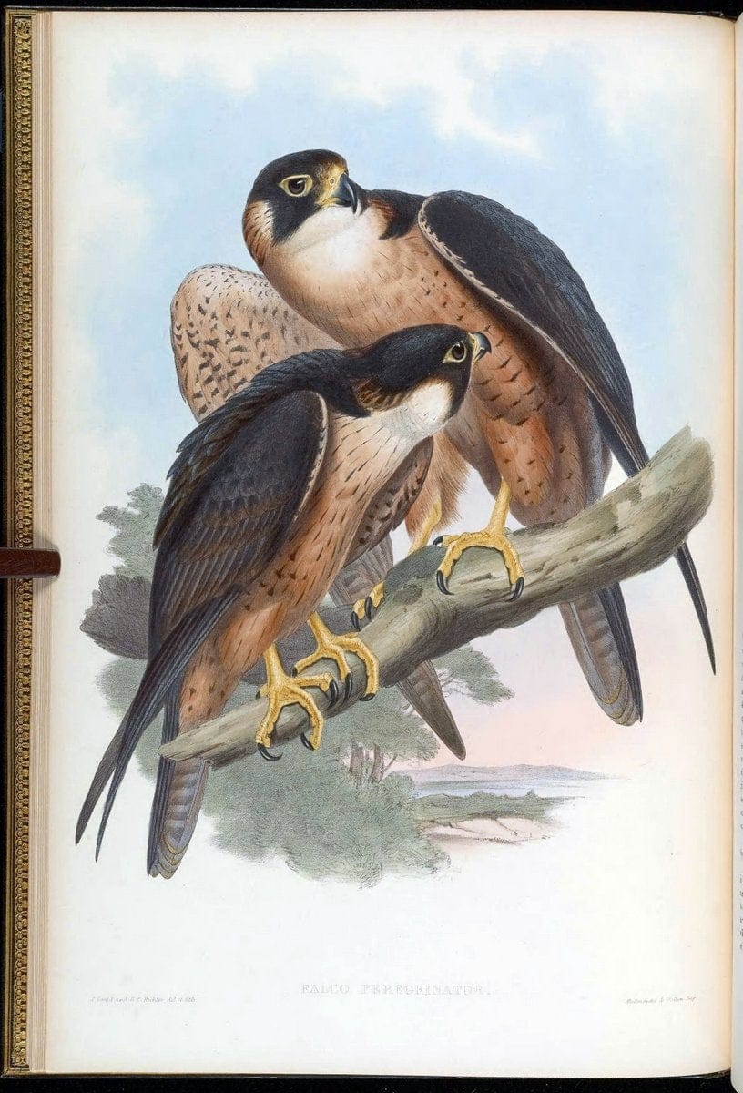 Birds of Asia / by John Gould..London :Printed by Taylor and Francis, pub. by the author,1850-1883.. |  | Vintage Print Reproduction 462571