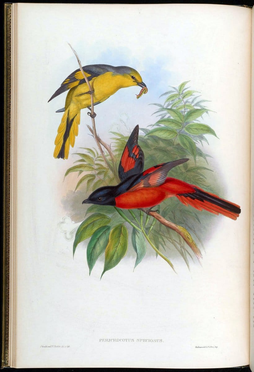 Birds of Asia / by John Gould..London :Printed by Taylor and Francis, pub. by the author,1850-1883.. |  | Vintage Print Reproduction 462572
