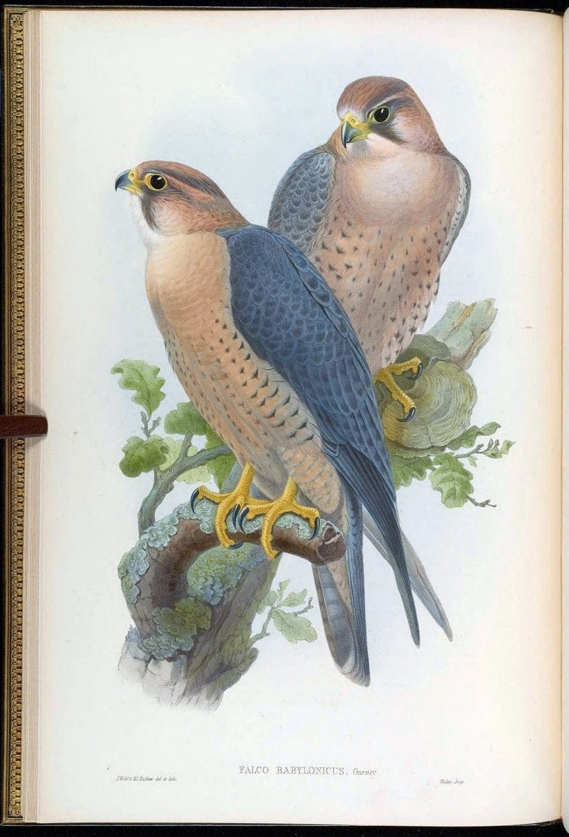 Birds of Asia / by John Gould..London :Printed by Taylor and Francis, pub. by the author,1850-1883.. |  | Vintage Print Reproduction 462573