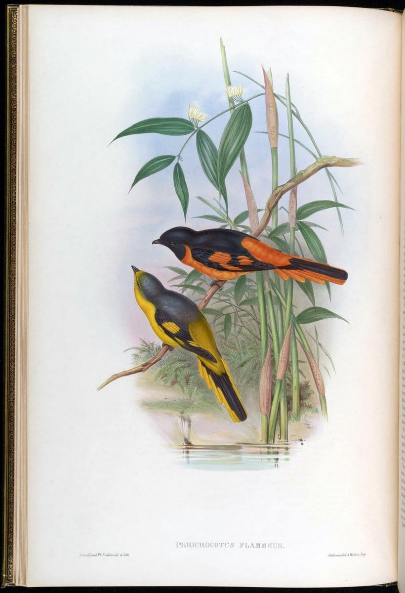 Birds of Asia / by John Gould..London :Printed by Taylor and Francis, pub. by the author,1850-1883.. |  | Vintage Print Reproduction 462574