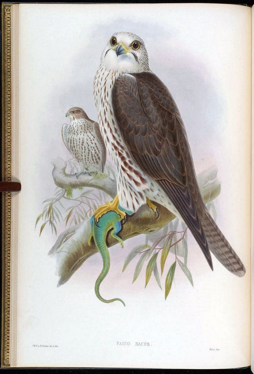 Birds of Asia / by John Gould..London :Printed by Taylor and Francis, pub. by the author,1850-1883.. |  | Vintage Print Reproduction 462575