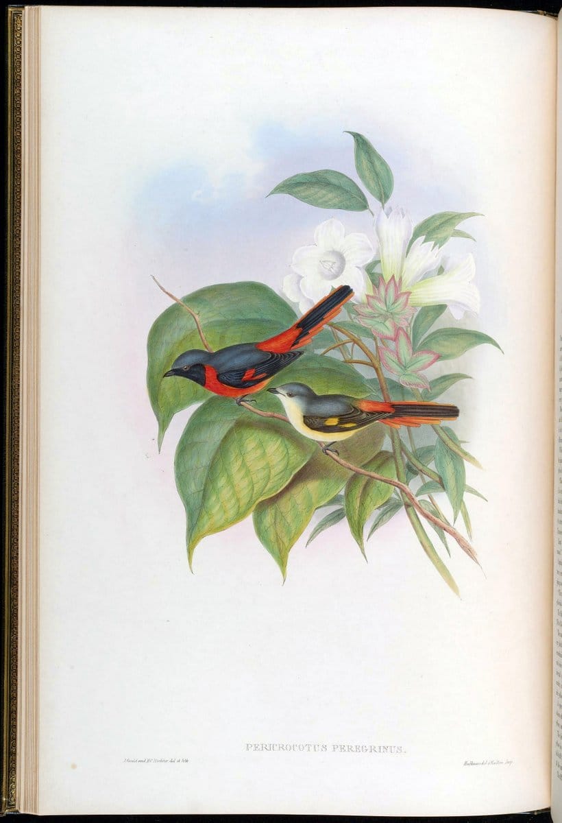 Birds of Asia / by John Gould..London :Printed by Taylor and Francis, pub. by the author,1850-1883.. |  | Vintage Print Reproduction 462576