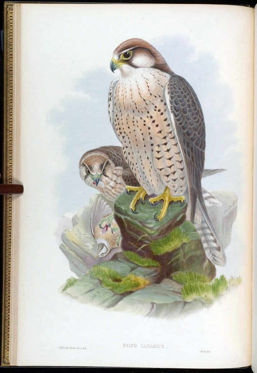 Birds of Asia / by John Gould..London :Printed by Taylor and Francis, pub. by the author,1850-1883.. |  | Vintage Print Reproduction 462577