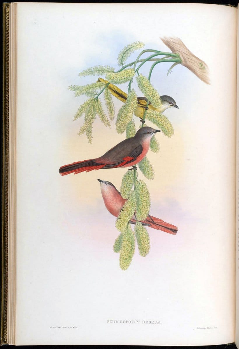 Birds of Asia / by John Gould..London :Printed by Taylor and Francis, pub. by the author,1850-1883.. |  | Vintage Print Reproduction 462578