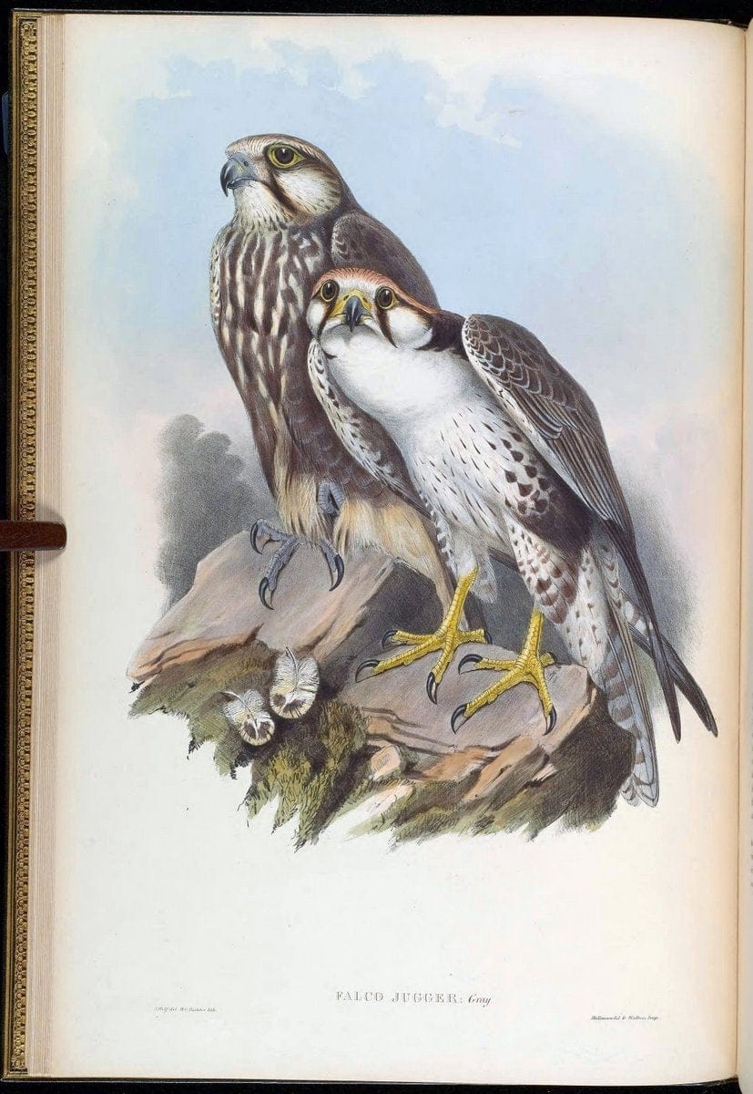Birds of Asia / by John Gould..London :Printed by Taylor and Francis, pub. by the author,1850-1883.. |  | Vintage Print Reproduction 462579