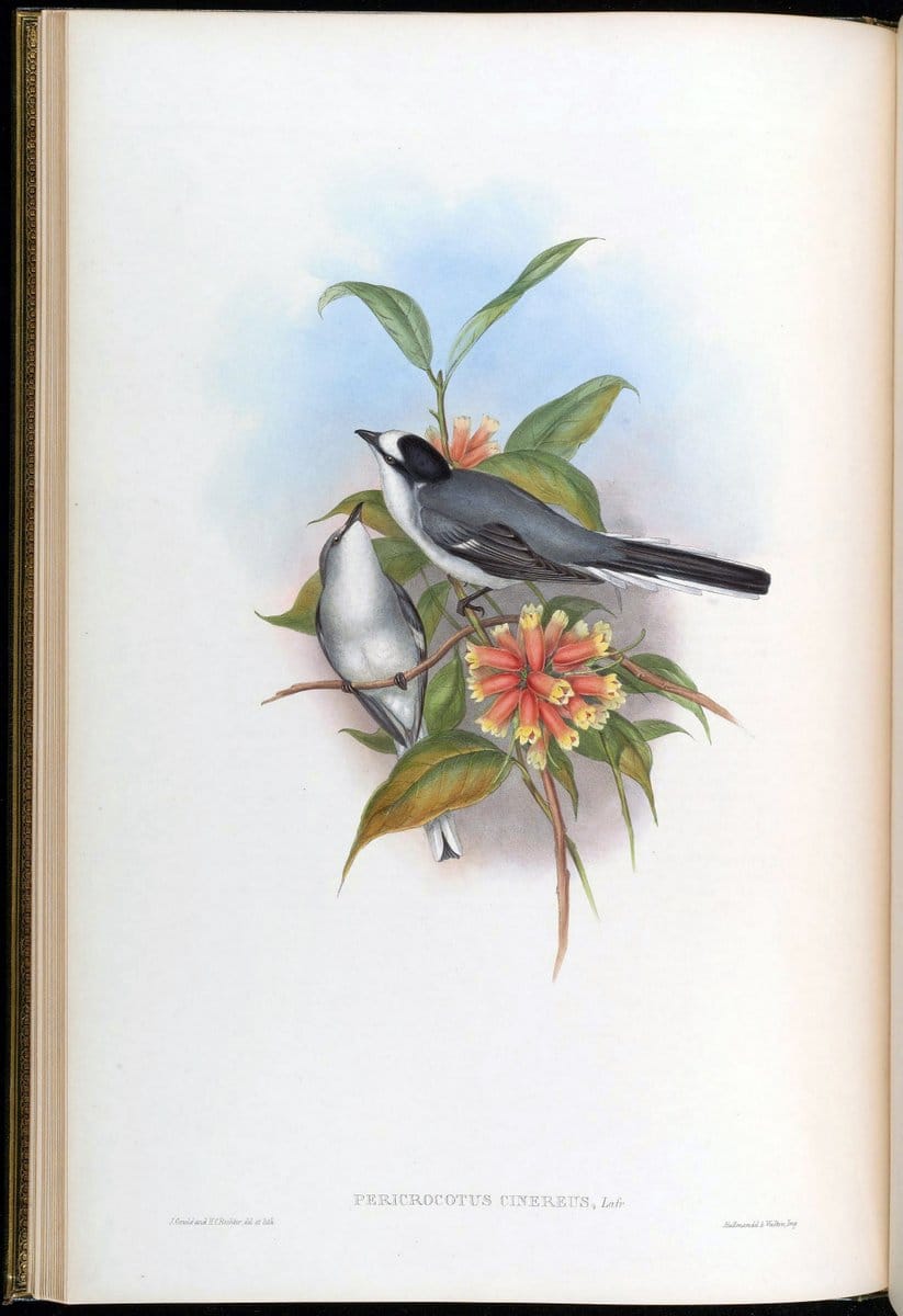 Birds of Asia / by John Gould..London :Printed by Taylor and Francis, pub. by the author,1850-1883.. |  | Vintage Print Reproduction 462580