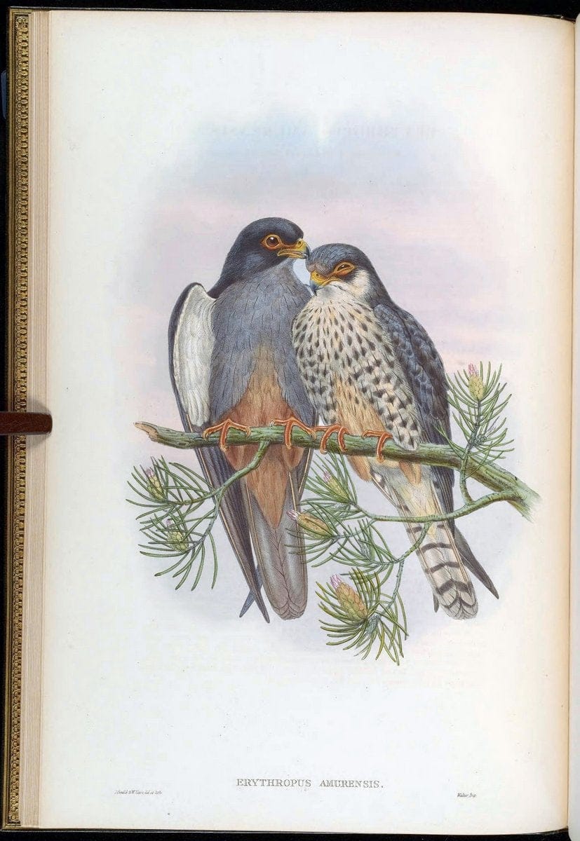 Birds of Asia / by John Gould..London :Printed by Taylor and Francis, pub. by the author,1850-1883.. |  | Vintage Print Reproduction 462581