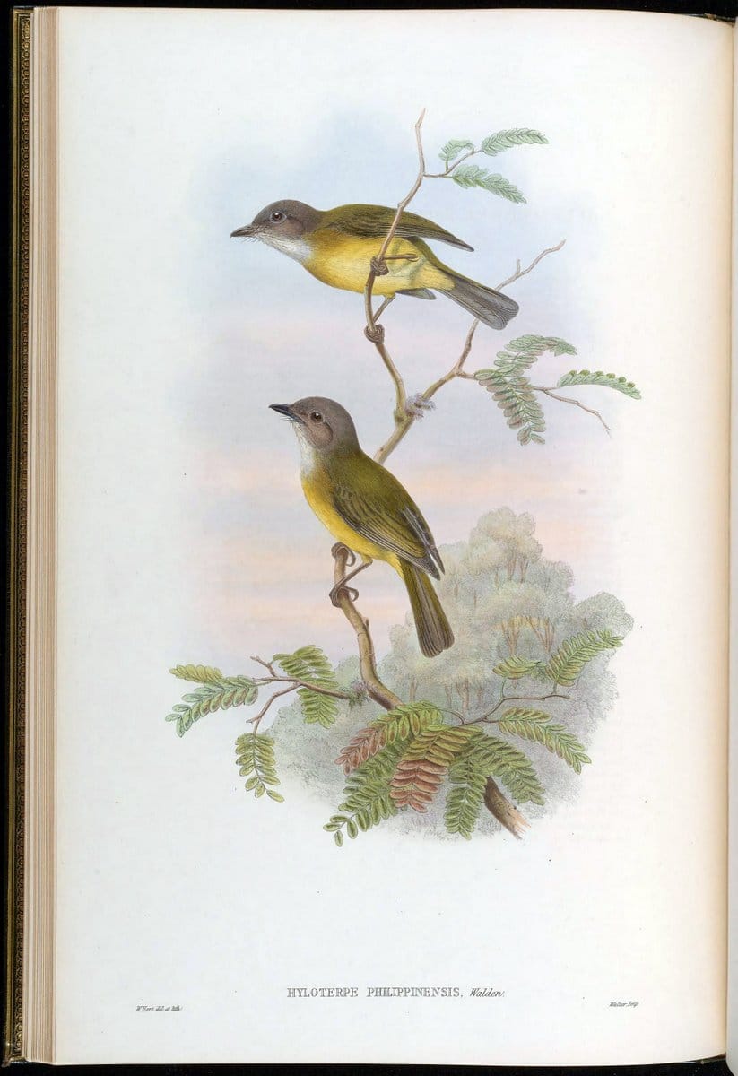 Birds of Asia / by John Gould..London :Printed by Taylor and Francis, pub. by the author,1850-1883.. |  | Vintage Print Reproduction 462582