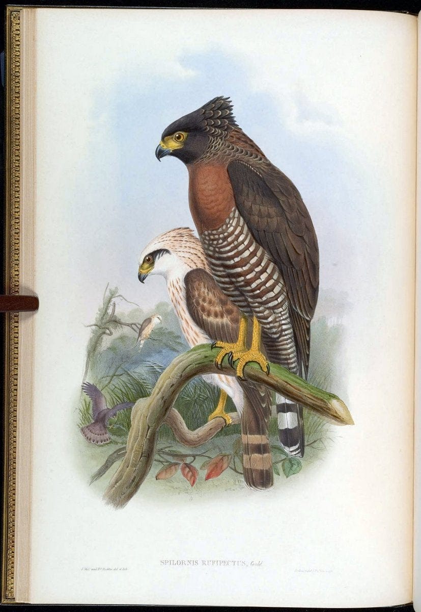 Birds of Asia / by John Gould..London :Printed by Taylor and Francis, pub. by the author,1850-1883.. |  | Vintage Print Reproduction 462583