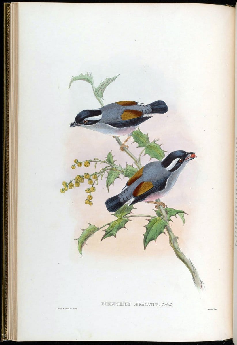 Birds of Asia / by John Gould..London :Printed by Taylor and Francis, pub. by the author,1850-1883.. |  | Vintage Print Reproduction 462584