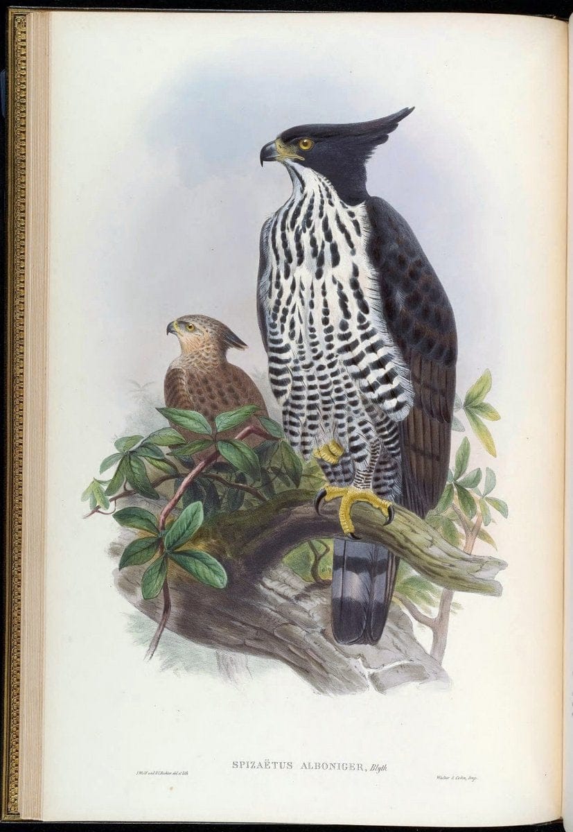 Birds of Asia / by John Gould..London :Printed by Taylor and Francis, pub. by the author,1850-1883.. |  | Vintage Print Reproduction 462585