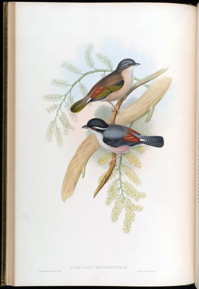 Birds of Asia / by John Gould..London :Printed by Taylor and Francis, pub. by the author,1850-1883.. |  | Vintage Print Reproduction 462586