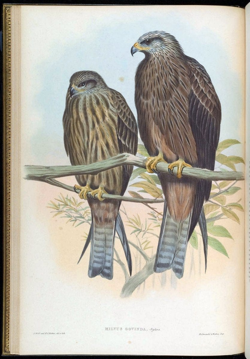 Birds of Asia / by John Gould..London :Printed by Taylor and Francis, pub. by the author,1850-1883.. |  | Vintage Print Reproduction 462587
