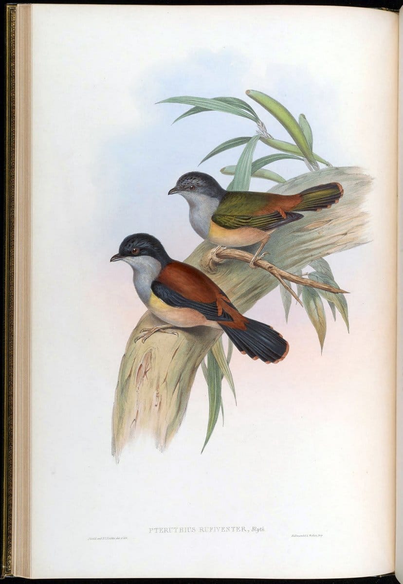 Birds of Asia / by John Gould..London :Printed by Taylor and Francis, pub. by the author,1850-1883.. |  | Vintage Print Reproduction 462588