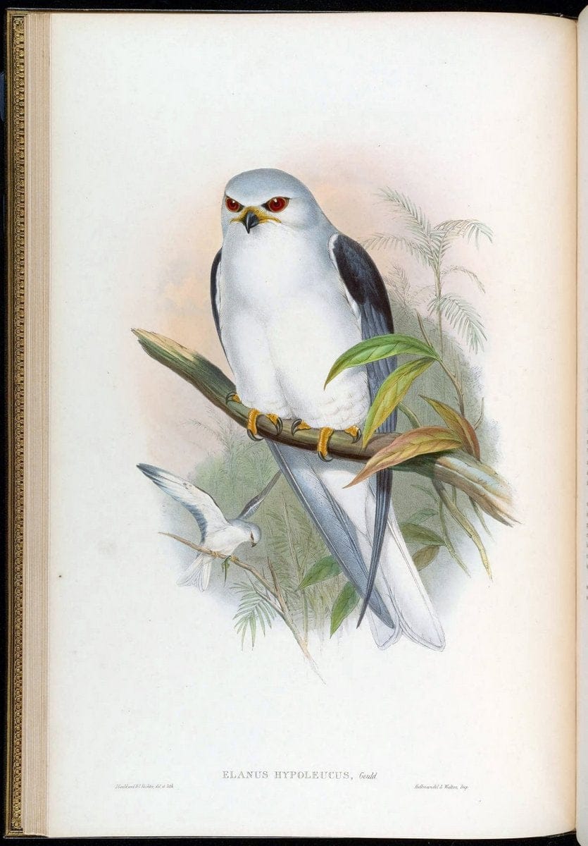 Birds of Asia / by John Gould..London :Printed by Taylor and Francis, pub. by the author,1850-1883.. |  | Vintage Print Reproduction 462589