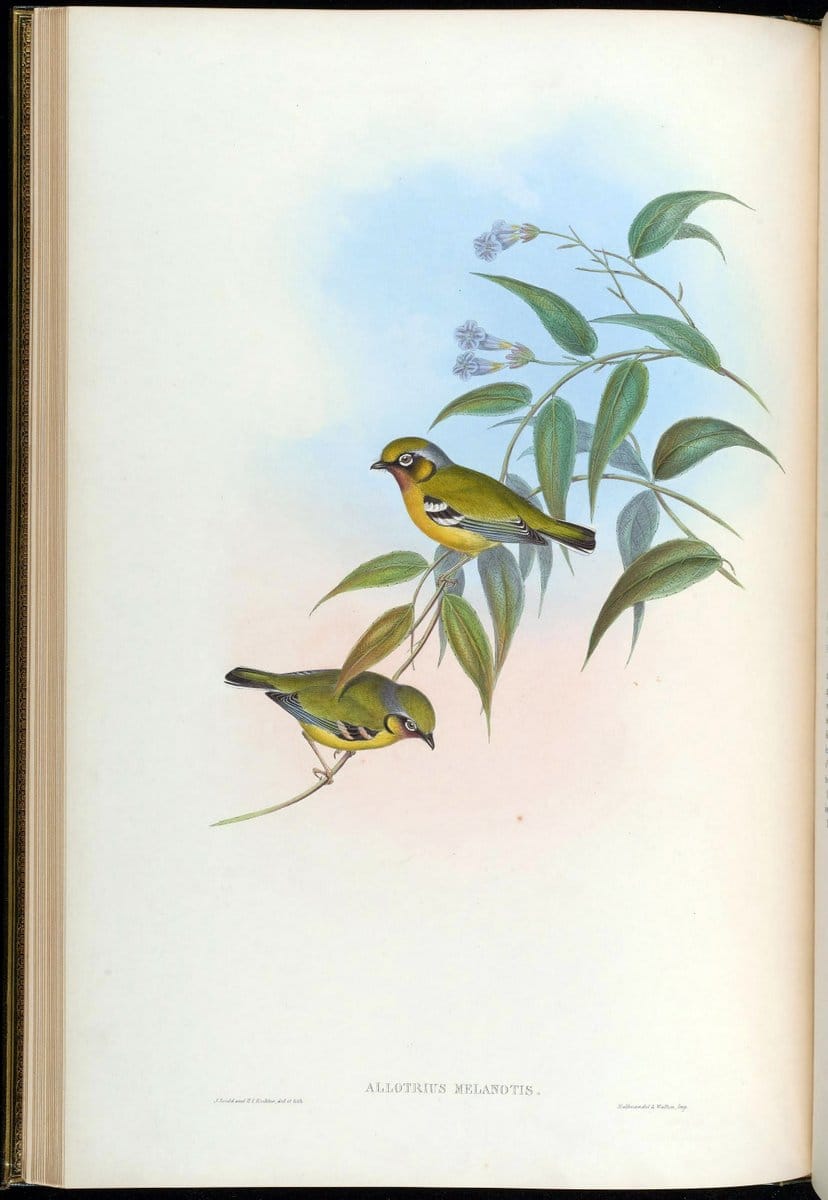 Birds of Asia / by John Gould..London :Printed by Taylor and Francis, pub. by the author,1850-1883.. |  | Vintage Print Reproduction 462590