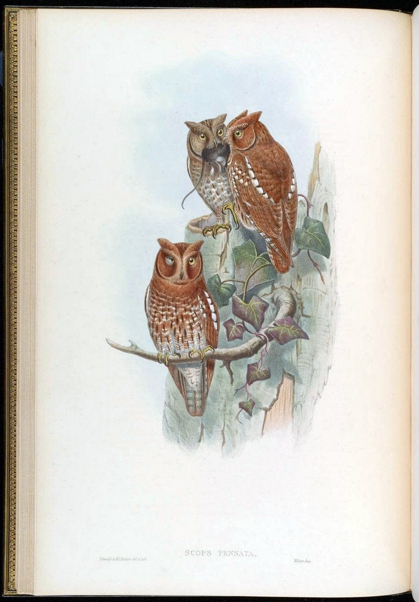 Birds of Asia / by John Gould..London :Printed by Taylor and Francis, pub. by the author,1850-1883.. |  | Vintage Print Reproduction 462591