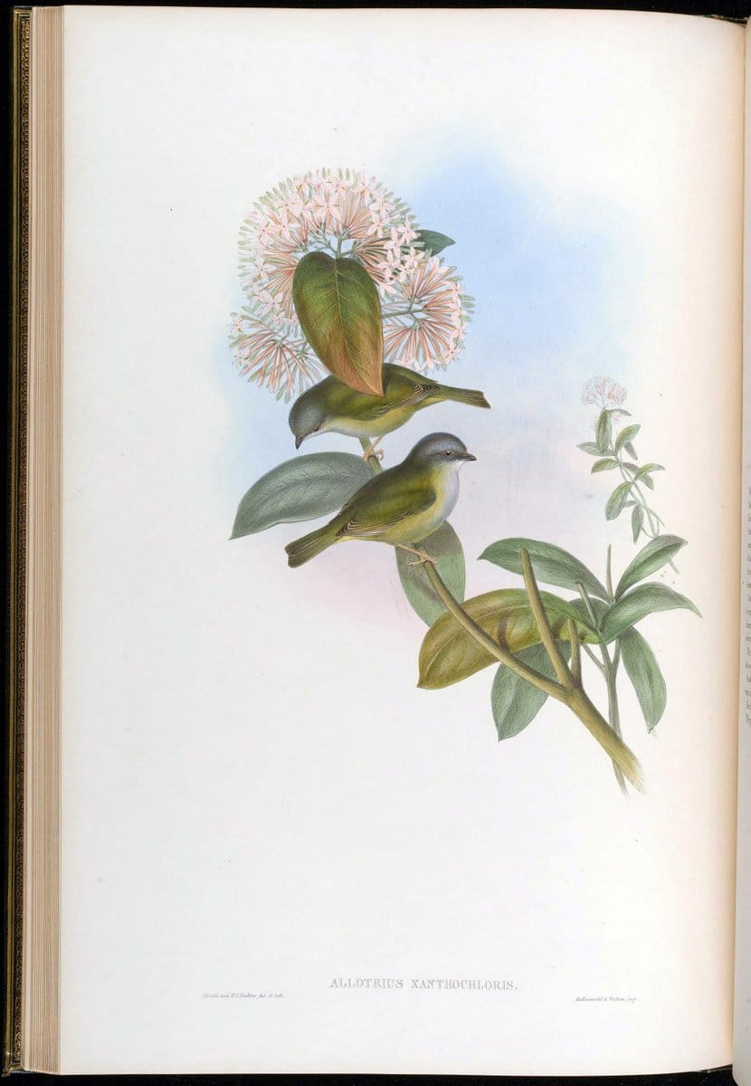 Birds of Asia / by John Gould..London :Printed by Taylor and Francis, pub. by the author,1850-1883.. |  | Vintage Print Reproduction 462592