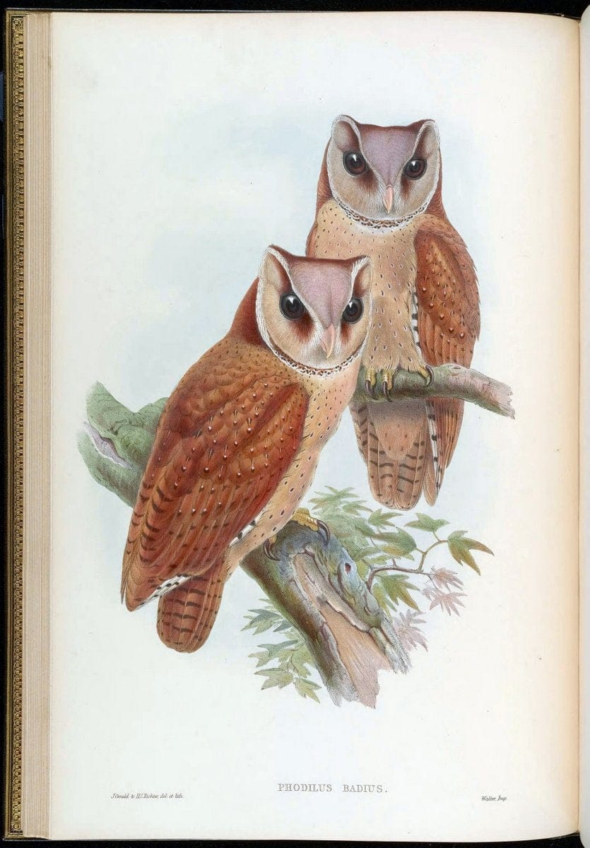 Birds of Asia / by John Gould..London :Printed by Taylor and Francis, pub. by the author,1850-1883.. |  | Vintage Print Reproduction 462593