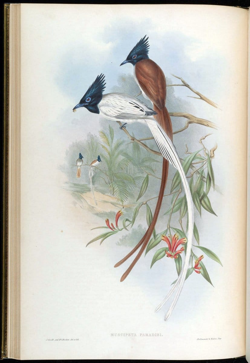 Birds of Asia / by John Gould..London :Printed by Taylor and Francis, pub. by the author,1850-1883.. |  | Vintage Print Reproduction 462594