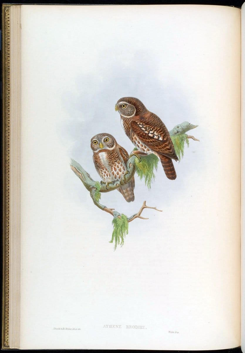 Birds of Asia / by John Gould..London :Printed by Taylor and Francis, pub. by the author,1850-1883.. |  | Vintage Print Reproduction 462595