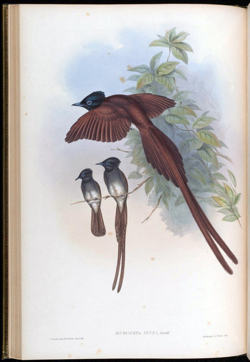 Birds of Asia / by John Gould..London :Printed by Taylor and Francis, pub. by the author,1850-1883.. |  | Vintage Print Reproduction 462596
